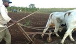 Campesinos sanluiseros comprometidos con la producción de alimentos 2 campesinos1