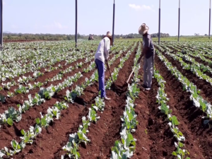 Visita viceprimer ministro, Jorge Luis Tapia Fonseca polo productivo de Laguna Blanca 3 TAPIA 3