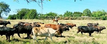 Medidas para recuperar la ganadería, dan frutos en San Luis 2 ganaderia1