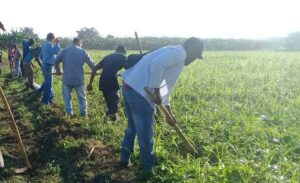 Trabajadores sanluiseros se movilizan a la producción de alimentos 2 sanluiseros