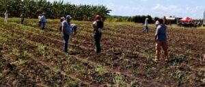 Sanluiseros apoyan producción de alimentos en Laguna Blanca 2 san luis1