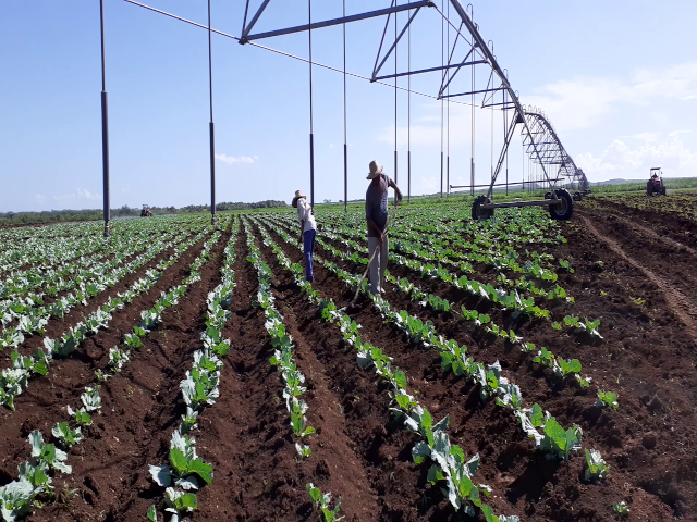 Contramaestre por mayores aportes a la soberanía alimentaria en Santiago de Cuba 2 AGRICULTURA 2