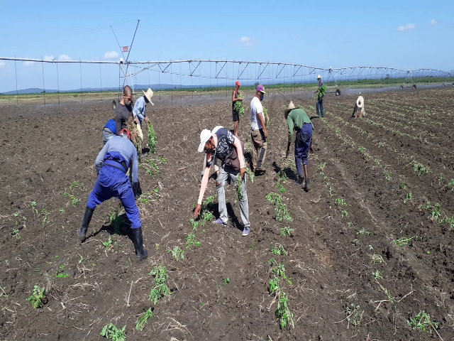 Contramaestre por mayores aportes a la soberanía alimentaria en Santiago de Cuba 3 AGRICULTURA 4