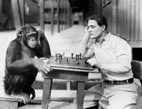 La inteligencia no es exclusiva de los humanos 2 chimpance inteligencia.valenzuela 2