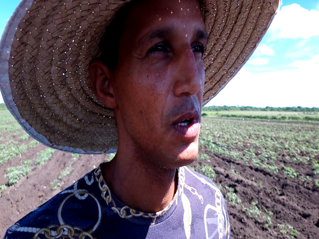 “Sí, se puede”: la convicción de los productores en Contramaestre (+Video) 3 PRODUCTOR
