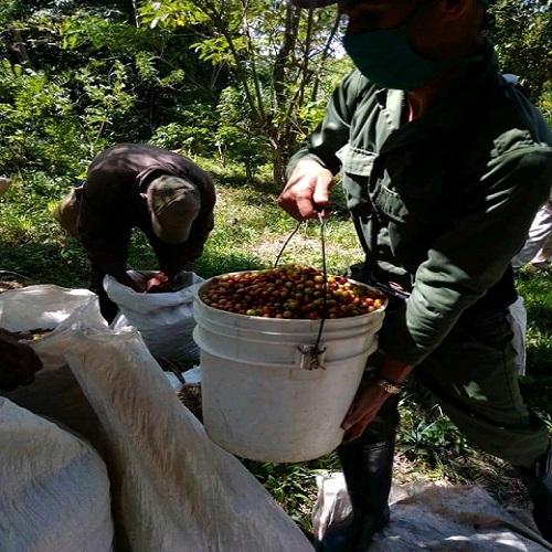 Inmersos cafetaleros sanluiseros en la cosecha 2022–2023 2 FB IMG 16331330555864260