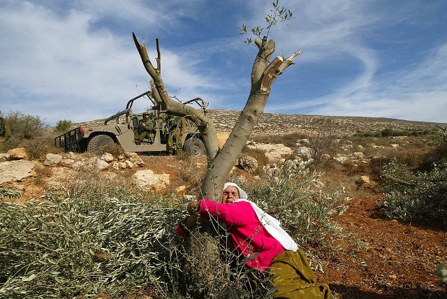 Israel confiscó miles de hectáreas de tierra palestina en 2023