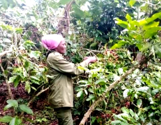 Imprescindible el desarrollo y sostenibilidad en las zonas montañosas de Cuba 2 plan turquino 1