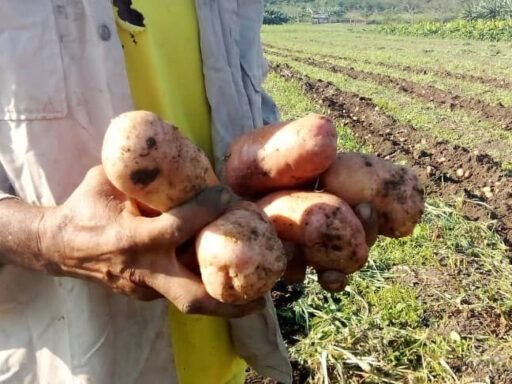Campesinos santiagueros incursionan en siembra de papas