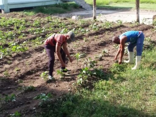 Jóvenes sanluiseros se destacan en la producción de alimentos en sector cooperativo