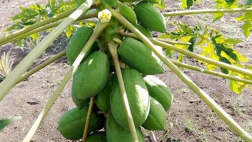 Cooperativa Gustavo Moll de San Luis, líder en la producción de alimentos