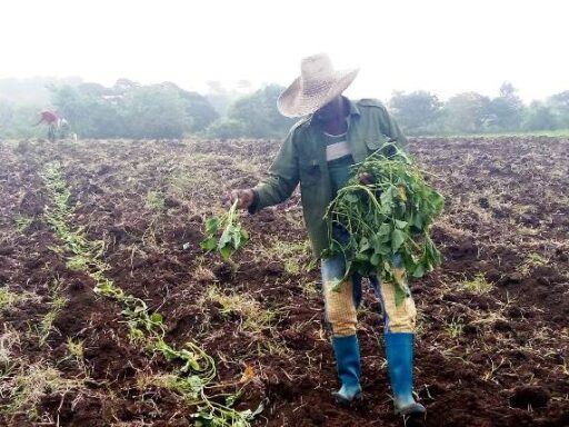 Marlenis Reyes, sanluisera  que dignifica el sector cooperativo–campesino