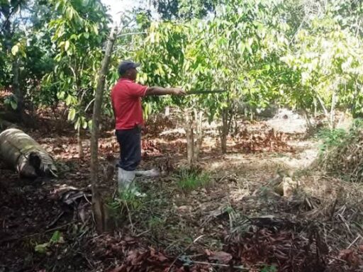 Siembra de café en el llano se generaliza en el municipio de San Luis