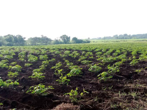 Cooperativistas comprometidos con la siembra de caña y alimentos