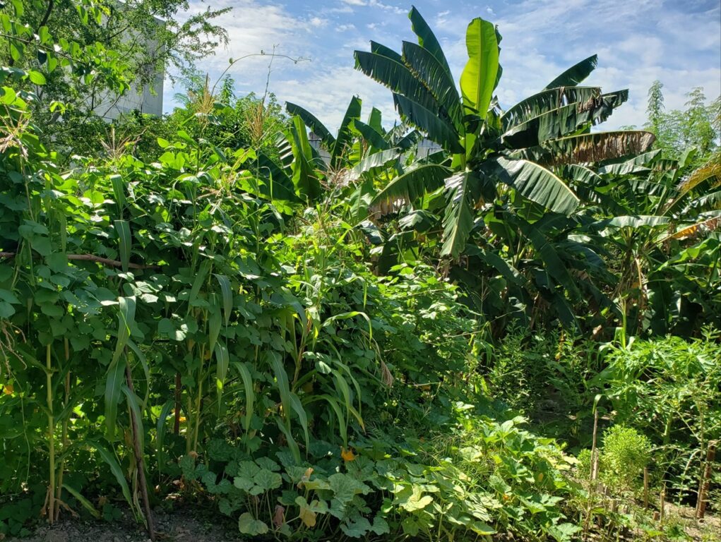 Cultivar en patios y parcelas de la ciudad: una respuesta a la escasez de alimentos 1 20250504 141007