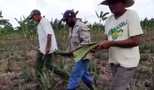 Contramaestre ante el impostergable de producir más plantas medicinales (+Video)