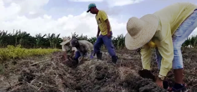 Contramaestre ante el impostergable de producir más plantas medicinales (+Video) 1 plantas