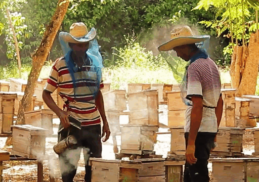 Exhibe Centro de cría de reinas Granjita Siboney resultados en el proceso de producción (+Video)