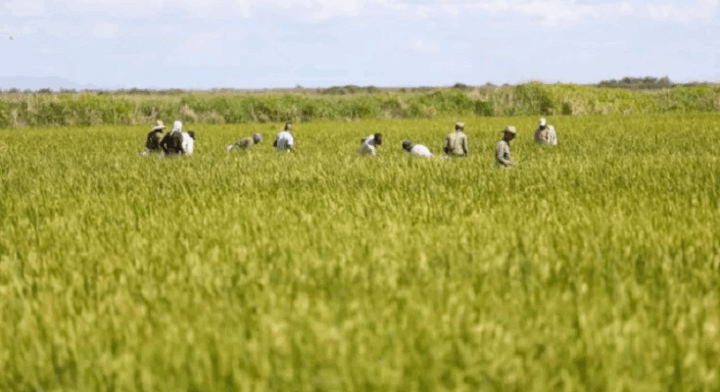 Revierte estrategia empresa agroindustrial América Libre en polos productivos de Contramaestre