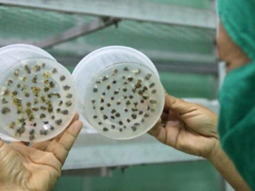 Biofábrica avileña obtendrá semillas de papa de alta calidad