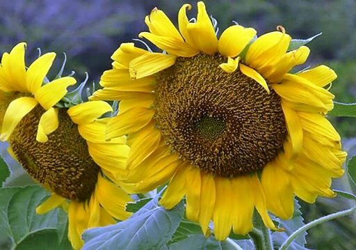 Emplean Microorganismos Autóctonos en cultivo de girasol en Cuba