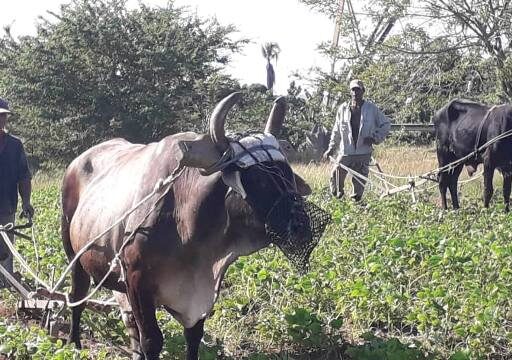 Temas de interés para ganaderos sanluiseros en plenaria municipal