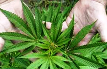 Refuerza Cuba combate al cultivo ilícito de marihuana