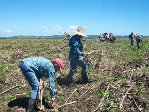 Programa de siembra de caña, prioridad número uno para sanluiseros