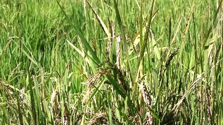 Desarrollan en el municipio Mella taller para fomentan el cultivo del arroz