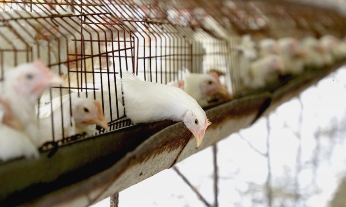 Producción nacional de huevos SPF fortalecerá la investigación científica