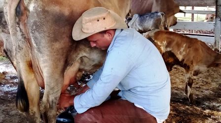 Ganaderos sanluiseros laboran para incrementar entregas de leche y carne