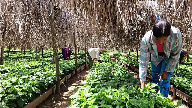 Mujeres rurales aportan al desarrollo cafetalero de la provincia Santiago de Cuba