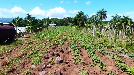 Nuevo proyecto de desarrollo local contribuye a la producción de alimentos en Songo-La Maya