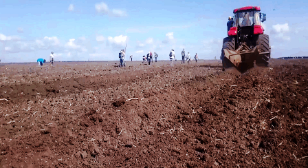 Avanza en Contramaestre siembra de primavera