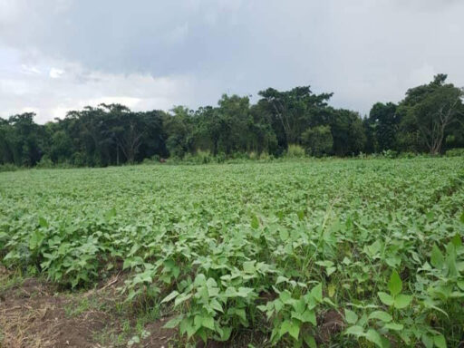 Demanda mayor esfuerzo productivo en Palma Soriano polo agrícola Riverí (+Audio)