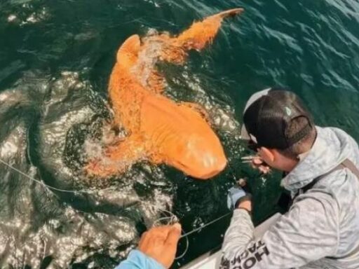 El extraño caso del tiburón de piel naranja y ojos blancos