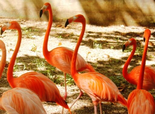 Disfrute y educación ambiental en la etapa estival del zoológico
