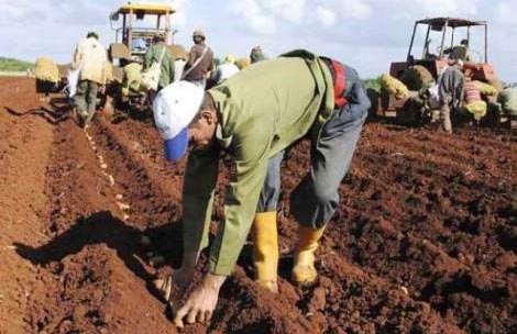 Campaña de frío en Cuba prevé sembrar 517 mil hectáreas