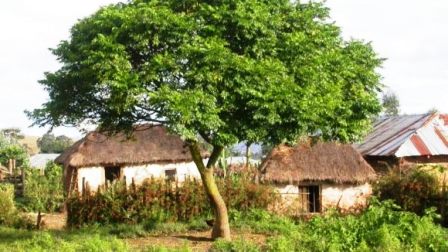 Usos del árbol del nim en problemas de la piel