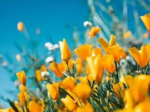 Un circuito genético vincula a flores con la luz y la temperatura