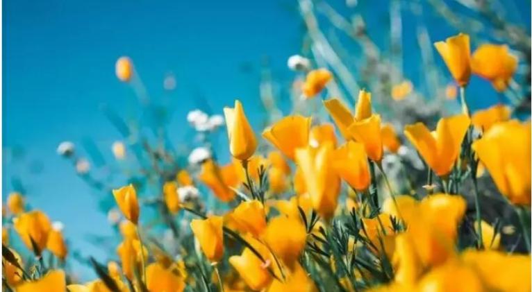 Un circuito genético vincula a flores con la luz y la temperatura