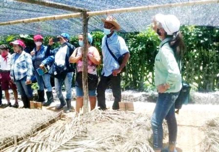 Movimiento Agroecológico «De Campesino a Campesino» en San Luis muestra resultados
