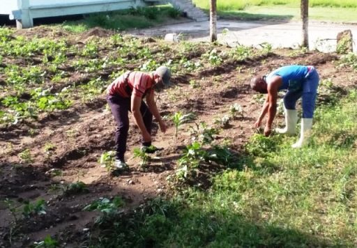 Producción de alimentos, prioridad de agricultores sanluiseros