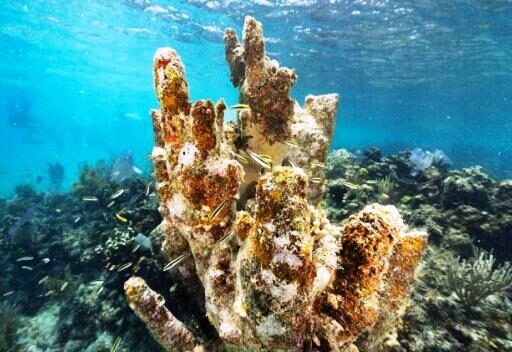 Los arrecifes de coral se extinguirán si no se revierte el calentamiento global, alerta informe