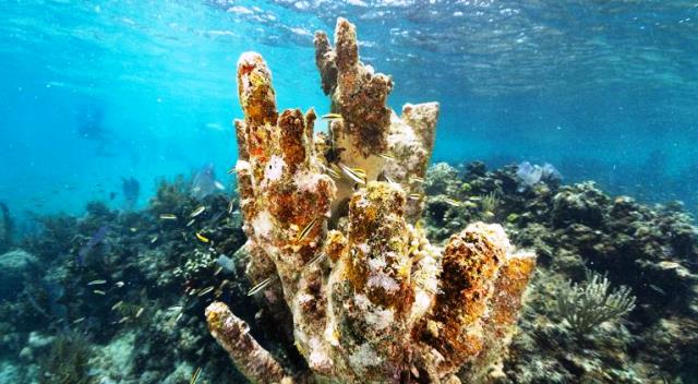 Los arrecifes de coral se extinguirán si no se revierte el calentamiento global, alerta informe