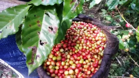 Se eleva pico de maduración del café en Segundo Frente por las lluvias de los últimos días