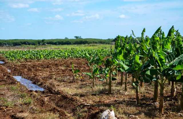 Impulsan estrategia para transformar empresa agroindustrial en Songo-La Maya