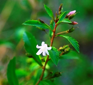 Usos medicinales de Capraria biflora