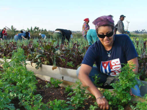 Convoca CTC a jornada nacional de trabajo voluntario
