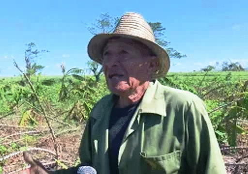 Reportan grandes afectaciones en plantaciones de cultivos varios de Contramaestre